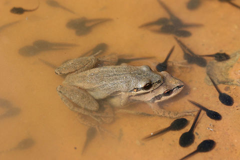 Upland Chorus Frogs (Pseudacris feriarum) Mating couple in a shallow puddle (with larvae) on a dirt road in a clearing in a dense mixed hardwood/coniferous forest in NW Georgia (Gordon County), US. March 18, 2018.

The spawn of this lovely pair were, hopefully, saved during our rescue mission this past spring! All spawn in these vernal pools were relocated to new puddles during road repairs!
https://www.youtube.com/watch?v=mbJvYhqlgFA&t=2s
 Geotagged,Pseudacris feriarum,United States,Upland chorus frog,Winter