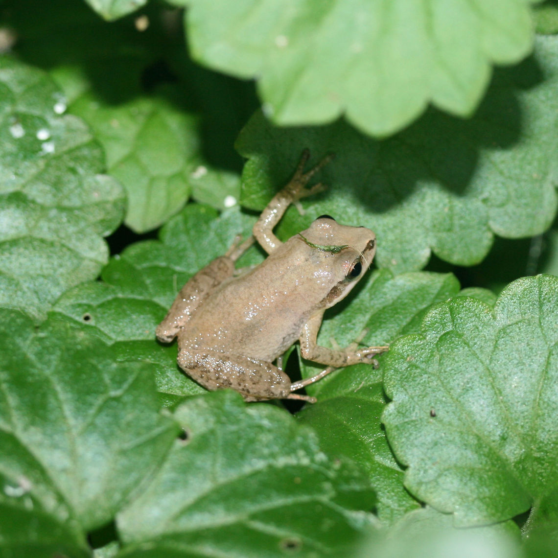 Upland Chorus Frog (Pseudacris feriarum) Near porch lights in an overgrown backyard habitat in NW Georgia (Gordon County), US.<br />
 Geotagged,Pseudacris feriarum,Summer,United States,Upland chorus frog