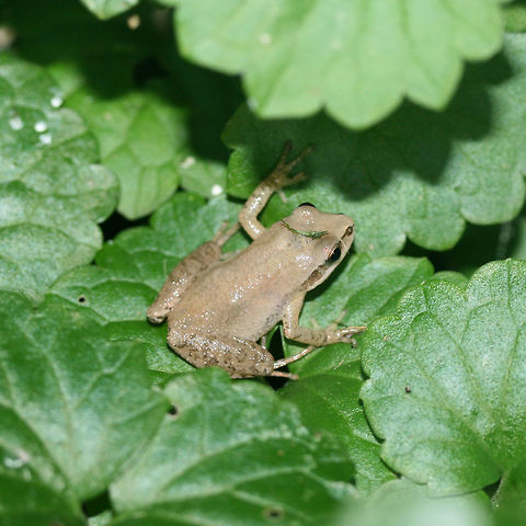 Upland Chorus Frog (Pseudacris feriarum) Near porch lights in an overgrown backyard habitat in NW Georgia (Gordon County), US.
 Geotagged,Pseudacris feriarum,Summer,United States,Upland chorus frog