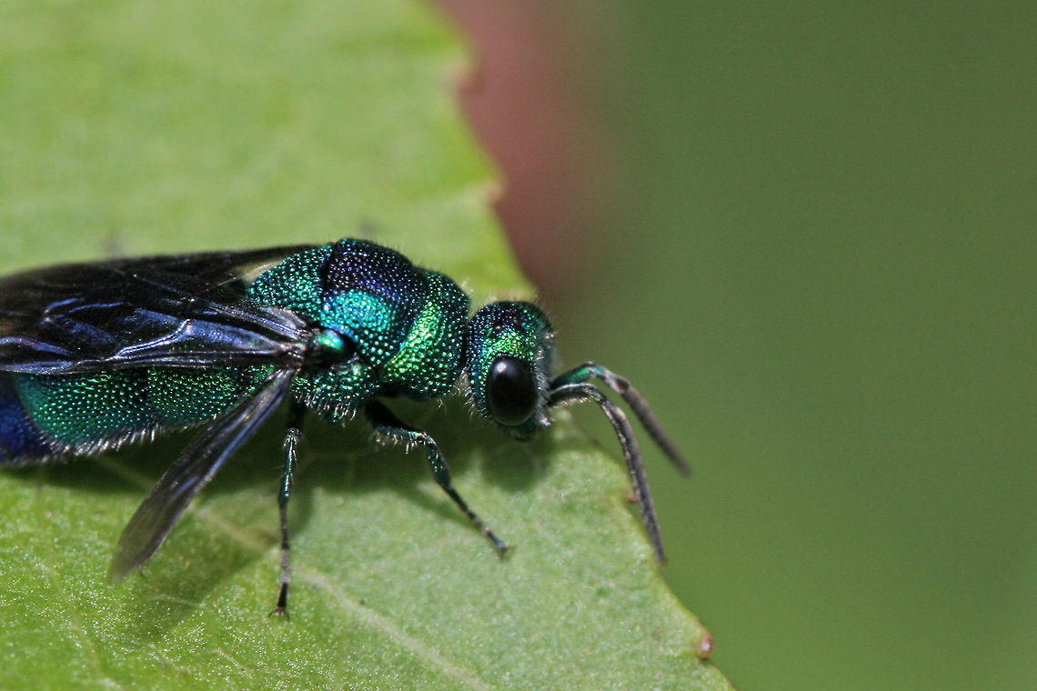 Cuckoo Wasp (Chrysis angolensis) Metallic/iridescent, emerald green and blue hymenopteran perching on bushes by my compost pile. Defensively curled its abdomen when I approached and then began running in circles and waggling its wings (alternating the extension of its wings from left side to right side)<br />
<br />
Habitat:<br />
<br />
Overgrown back yard/field. Mostly sweetgum trees nearby.<br />
<figure class="photo"><a href="https://www.jungledragon.com/image/65029/cuckoo_wasp_chrysis_angolensis.html" title="Cuckoo Wasp (Chrysis angolensis)"><img src="https://s3.amazonaws.com/media.jungledragon.com/images/3231/65029_thumb.JPG?AWSAccessKeyId=05GMT0V3GWVNE7GGM1R2&Expires=1767225610&Signature=G2gJr7DeMbSLEe7TAvFHGNHnWfA%3D" width="200" height="134" alt="Cuckoo Wasp (Chrysis angolensis) Metallic/iridescent, emerald green and blue hymenopteran perching on bushes by my compost pile. Defensively curled its abdomen when I approached and then began running in circles and waggling its wings (alternating the extension of its wings from left side to right side)<br />
<br />
Habitat:<br />
<br />
Overgrown back yard/field. Mostly sweetgum trees nearby.<br />
https://www.jungledragon.com/image/65028/cuckoo_wasp_chrysis_angolensis.html<br />
https://www.jungledragon.com/image/65030/cuckoo_wasp_chrysis_angolensis.html Chrysididae,Chrysis angolensis,Geotagged,Summer,United States" /></a></figure><br />
<figure class="photo"><a href="https://www.jungledragon.com/image/65030/cuckoo_wasp_chrysis_angolensis.html" title="Cuckoo Wasp (Chrysis angolensis)"><img src="https://s3.amazonaws.com/media.jungledragon.com/images/3231/65030_thumb.jpg?AWSAccessKeyId=05GMT0V3GWVNE7GGM1R2&Expires=1767225610&Signature=ZtuWiIrpFe0cn03zYbkbJ%2F4FJ5Q%3D" width="200" height="134" alt="Cuckoo Wasp (Chrysis angolensis) Metallic/iridescent, emerald green and blue hymenopteran perching on bushes by my compost pile. Defensively curled its abdomen when I approached and then began running in circles and waggling its wings (alternating the extension of its wings from left side to right side)<br />
<br />
Habitat:<br />
<br />
Overgrown back yard/field. Mostly sweetgum trees nearby.<br />
https://www.jungledragon.com/image/65028/cuckoo_wasp_chrysis_angolensis.html<br />
https://www.jungledragon.com/image/65029/cuckoo_wasp_chrysis_angolensis.html Chrysididae,Chrysis angolensis,Geotagged,Summer,United States" /></a></figure> Chrysididae,Chrysis angolensis,Geotagged,Summer,United States