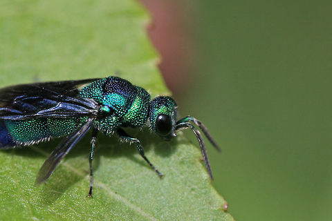Cuckoo Wasp (Chrysis angolensis) Metallic/iridescent, emerald green and blue hymenopteran perching on bushes by my compost pile. Defensively curled its abdomen when I approached and then began running in circles and waggling its wings (alternating the extension of its wings from left side to right side)

Habitat:

Overgrown back yard/field. Mostly sweetgum trees nearby.
https://www.jungledragon.com/image/65029/chrysis_angolensis.html
https://www.jungledragon.com/image/65030/cuckoo_wasp_chrysis_angolensis.html Chrysididae,Chrysis angolensis,Geotagged,Summer,United States