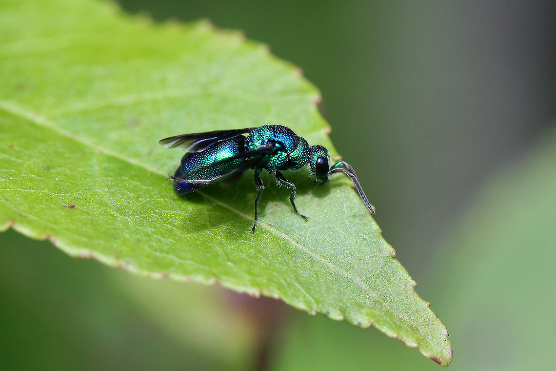 Cuckoo Wasp (Chrysis angolensis) Metallic/iridescent, emerald green and blue hymenopteran perching on bushes by my compost pile. Defensively curled its abdomen when I approached and then began running in circles and waggling its wings (alternating the extension of its wings from left side to right side)<br />
<br />
Habitat:<br />
<br />
Overgrown back yard/field. Mostly sweetgum trees nearby.<br />
<figure class="photo"><a href="https://www.jungledragon.com/image/65028/cuckoo_wasp_chrysis_angolensis.html" title="Cuckoo Wasp (Chrysis angolensis)"><img src="https://s3.amazonaws.com/media.jungledragon.com/images/3231/65028_thumb.JPG?AWSAccessKeyId=05GMT0V3GWVNE7GGM1R2&Expires=1763596810&Signature=GfDte0sGsIQoQ2OJjdPIPIop4LQ%3D" width="200" height="134" alt="Cuckoo Wasp (Chrysis angolensis) Metallic/iridescent, emerald green and blue hymenopteran perching on bushes by my compost pile. Defensively curled its abdomen when I approached and then began running in circles and waggling its wings (alternating the extension of its wings from left side to right side)<br />
<br />
Habitat:<br />
<br />
Overgrown back yard/field. Mostly sweetgum trees nearby.<br />
https://www.jungledragon.com/image/65029/chrysis_angolensis.html<br />
https://www.jungledragon.com/image/65030/cuckoo_wasp_chrysis_angolensis.html Chrysididae,Chrysis angolensis,Geotagged,Summer,United States" /></a></figure><br />
<figure class="photo"><a href="https://www.jungledragon.com/image/65030/cuckoo_wasp_chrysis_angolensis.html" title="Cuckoo Wasp (Chrysis angolensis)"><img src="https://s3.amazonaws.com/media.jungledragon.com/images/3231/65030_thumb.jpg?AWSAccessKeyId=05GMT0V3GWVNE7GGM1R2&Expires=1763596810&Signature=l3%2FDqkbFiiao8bzKExJWWBrzGC0%3D" width="200" height="134" alt="Cuckoo Wasp (Chrysis angolensis) Metallic/iridescent, emerald green and blue hymenopteran perching on bushes by my compost pile. Defensively curled its abdomen when I approached and then began running in circles and waggling its wings (alternating the extension of its wings from left side to right side)<br />
<br />
Habitat:<br />
<br />
Overgrown back yard/field. Mostly sweetgum trees nearby.<br />
https://www.jungledragon.com/image/65028/cuckoo_wasp_chrysis_angolensis.html<br />
https://www.jungledragon.com/image/65029/cuckoo_wasp_chrysis_angolensis.html Chrysididae,Chrysis angolensis,Geotagged,Summer,United States" /></a></figure> Chrysididae,Chrysis angolensis,Geotagged,Summer,United States