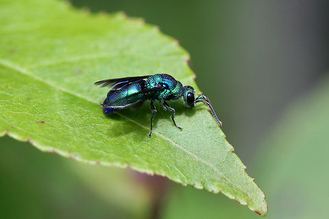 Cuckoo Wasp (Chrysis angolensis) Metallic/iridescent, emerald green and blue hymenopteran perching on bushes by my compost pile. Defensively curled its abdomen when I approached and then began running in circles and waggling its wings (alternating the extension of its wings from left side to right side)

Habitat:

Overgrown back yard/field. Mostly sweetgum trees nearby.
https://www.jungledragon.com/image/65028/cuckoo_wasp_chrysis_angolensis.html
https://www.jungledragon.com/image/65030/cuckoo_wasp_chrysis_angolensis.html Chrysididae,Chrysis angolensis,Geotagged,Summer,United States