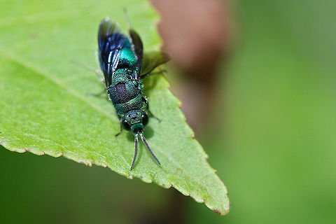 Cuckoo Wasp (Chrysis angolensis) Metallic/iridescent, emerald green and blue hymenopteran perching on bushes by my compost pile. Defensively curled its abdomen when I approached and then began running in circles and waggling its wings (alternating the extension of its wings from left side to right side)

Habitat:

Overgrown back yard/field. Mostly sweetgum trees nearby.
https://www.jungledragon.com/image/65028/cuckoo_wasp_chrysis_angolensis.html
https://www.jungledragon.com/image/65029/cuckoo_wasp_chrysis_angolensis.html Chrysididae,Chrysis angolensis,Geotagged,Summer,United States