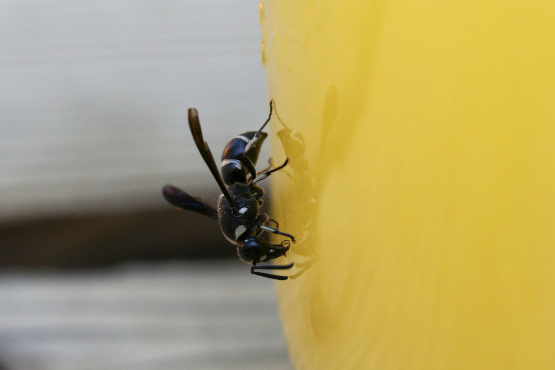 Euodynerus megaera ♂ At the disturbed edge of a dense mixed hardwood/coniferous forest in NW Georgia. This individual was &quot;nectaring&quot; on a jar of homemade orange juice/electrolyte mix on a very hot day. This was meant for our refreshment, but I couldn&#039;t deny this beauty a sip of our drink on such a harsh day.<br />
<br />
<figure class="photo"><a href="https://www.jungledragon.com/image/65032/euodynerus_megaera_.html" title="Euodynerus megaera ♂"><img src="https://s3.amazonaws.com/media.jungledragon.com/images/3231/65032_thumb.jpg?AWSAccessKeyId=05GMT0V3GWVNE7GGM1R2&Expires=1769040010&Signature=jvgiQsxZxFLqC%2BgEIZeQE5qZubA%3D" width="200" height="200" alt="Euodynerus megaera ♂ At the disturbed edge of a dense mixed hardwood/coniferous forest in NW Georgia. This individual was &quot;nectaring&quot; on a jar of homemade orange juice/electrolyte mix on a very hot day. This was meant for our refreshment, but I couldn&#039;t deny this beauty a sip of our drink on such a harsh day.<br />
<br />
https://www.jungledragon.com/image/65031/euodynerus_bidens.html Euodynerus bidens,Euodynerus megaera,Geotagged,Summer,United States" /></a></figure> Euodynerus megaera,Geotagged,Summer,United States