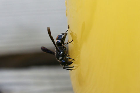 Euodynerus megaera ♂ At the disturbed edge of a dense mixed hardwood/coniferous forest in NW Georgia. This individual was "nectaring" on a jar of homemade orange juice/electrolyte mix on a very hot day. This was meant for our refreshment, but I couldn't deny this beauty a sip of our drink on such a harsh day.

https://www.jungledragon.com/image/65032/euodynerus_bidens_.html Euodynerus megaera,Geotagged,Summer,United States