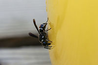 Euodynerus megaera ♂ At the disturbed edge of a dense mixed hardwood/coniferous forest in NW Georgia. This individual was "nectaring" on a jar of homemade orange juice/electrolyte mix on a very hot day. This was meant for our refreshment, but I couldn't deny this beauty a sip of our drink on such a harsh day.<br />
<br />
https://www.jungledragon.com/image/65032/euodynerus_bidens_.html Euodynerus megaera,Geotagged,Summer,United States