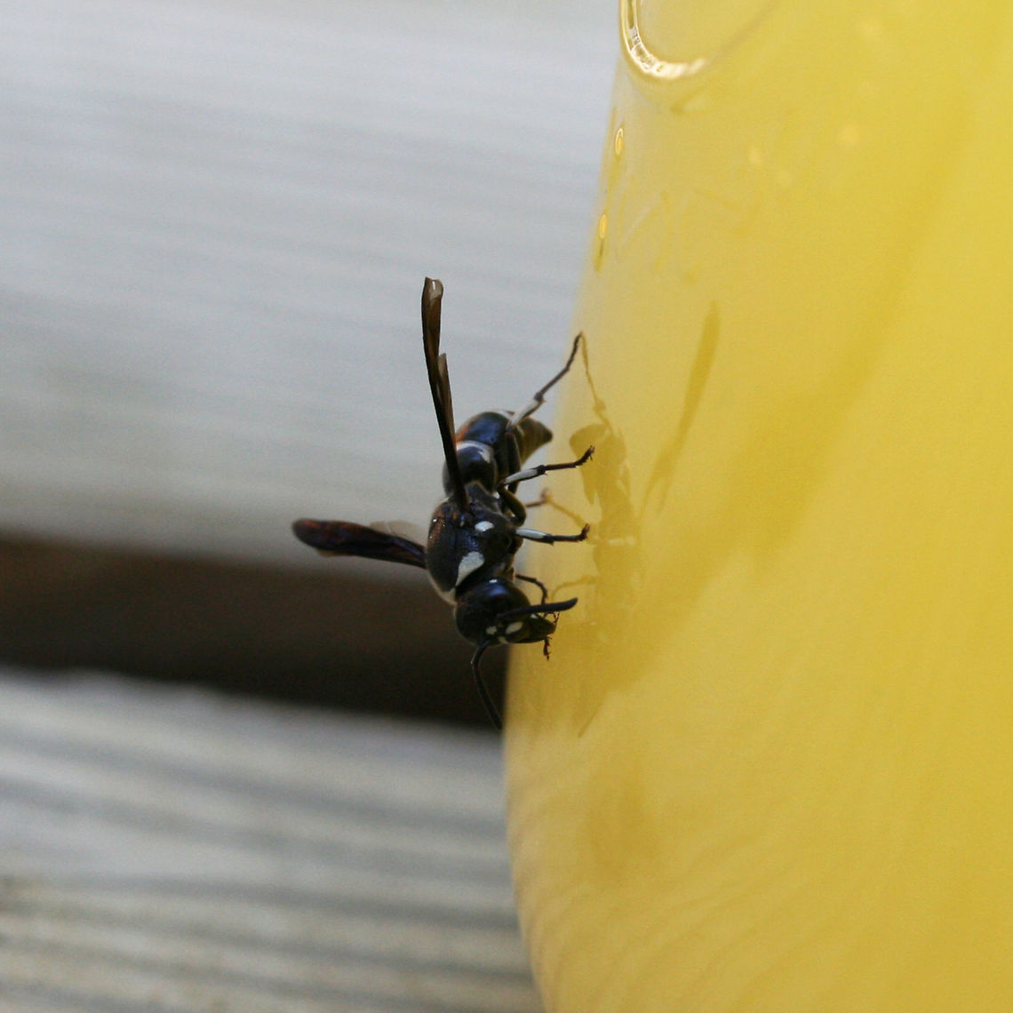 Euodynerus megaera ♂ At the disturbed edge of a dense mixed hardwood/coniferous forest in NW Georgia. This individual was "nectaring" on a jar of homemade orange juice/electrolyte mix on a very hot day. This was meant for our refreshment, but I couldn't deny this beauty a sip of our drink on such a harsh day.<br />
<br />
<figure class="photo"><a href="https://www.jungledragon.com/image/65031/euodynerus_megaera_.html" title="Euodynerus megaera ♂"><img src="https://s3.amazonaws.com/media.jungledragon.com/images/3231/65031_thumb.jpg?AWSAccessKeyId=05GMT0V3GWVNE7GGM1R2&Expires=1759968010&Signature=OoP%2BtP1mcndtbTGe3YM6uWtSTms%3D" width="200" height="134" alt="Euodynerus megaera ♂ At the disturbed edge of a dense mixed hardwood/coniferous forest in NW Georgia. This individual was "nectaring" on a jar of homemade orange juice/electrolyte mix on a very hot day. This was meant for our refreshment, but I couldn't deny this beauty a sip of our drink on such a harsh day.<br />
<br />
https://www.jungledragon.com/image/65032/euodynerus_bidens_.html Euodynerus megaera,Geotagged,Summer,United States" /></a></figure> Euodynerus bidens,Euodynerus megaera,Geotagged,Summer,United States