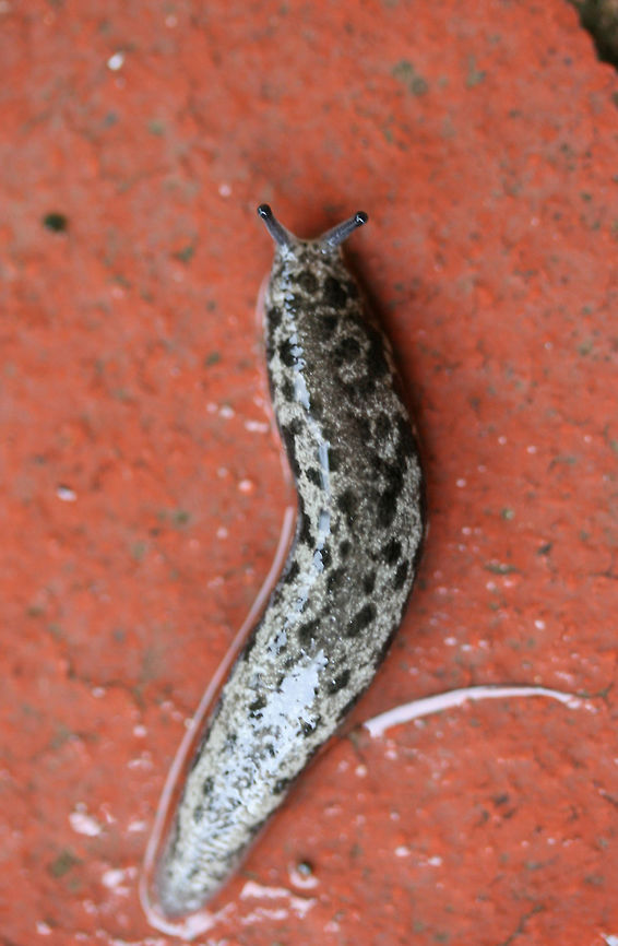 Changeable Mantleslug (Megapallifera mutabilis) On a porch step after a heavy rain in NW Georgia (Gordon County).<br />
 Geotagged,Megapallifera mutabilis,Summer,United States
