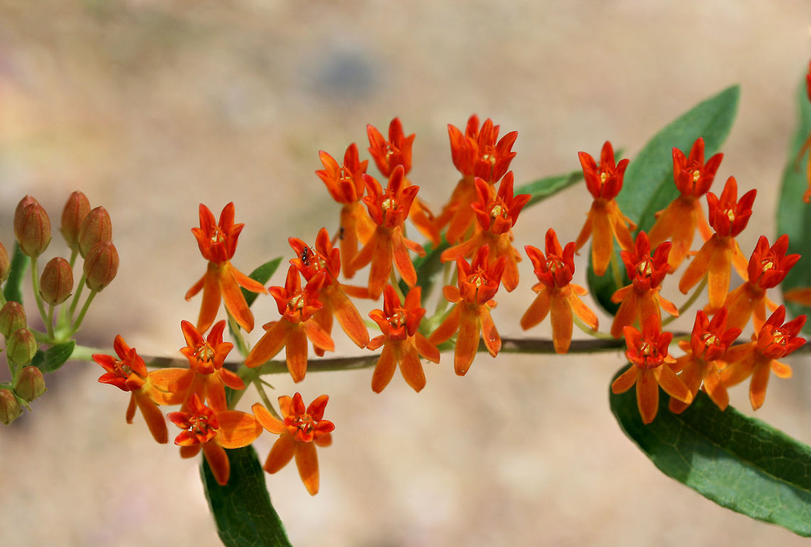 Butterfly Milkweed (Asclepias tuberosa) Growing on a dirt roadside near a dense mixed hardwood/coniferous forest in NW Georgia (Gordon County), US.<br />
 Asclepias tuberosa,Butterfly Weed,Geotagged,United States