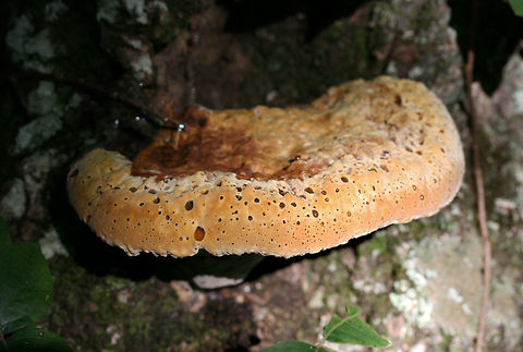 Oak Bracket (Pseudoinonotus dryadeus) Growing at the base of an oak tree in NW Georgia (Gordon County), US.
https://www.jungledragon.com/image/65037/oak_bracket_pseudoinonotus_dryadeus.html Geotagged,Inonotus dryadeus,Summer,United States