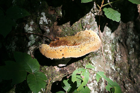 Oak Bracket (Pseudoinonotus dryadeus) Growing at the base of an oak tree in NW Georgia (Gordon County), US.
https://www.jungledragon.com/image/65036/oak_bracket_pseudoinonotus_dryadeus.html Geotagged,Inonotus dryadeus,Summer,United States