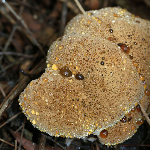 Oak Bracket (Pseudoinonotus dryadeus) At the base of a rotting Willow Oak stump in a backyard habitat in NW Georgia (Gordon County), US. Fall,Geotagged,Inonotus dryadeus,United States