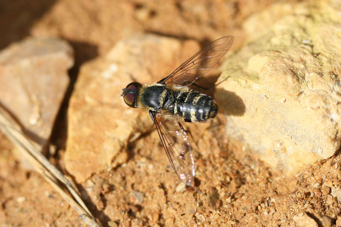 Unknown Bombyliid? In a disturbed area at the edge of a dense mixed hardwood/coniferous forest in NW Georgia (Gordon County), US.<br />
<br />
Any ID help is much appreciated! Geotagged,Summer,United States