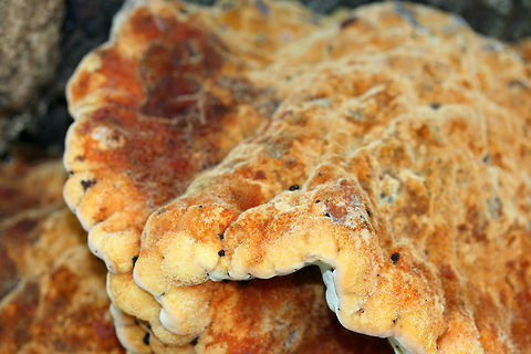 Inonotus quercustris Bright yellow and orange shelf mushroom on a hardwood tree at the base of a ridge in a dense mixed hardwood forest. Yellow pores beneath. Oozing dark amber droplets. Fall,Geotagged,Inonotus quercustris,United States