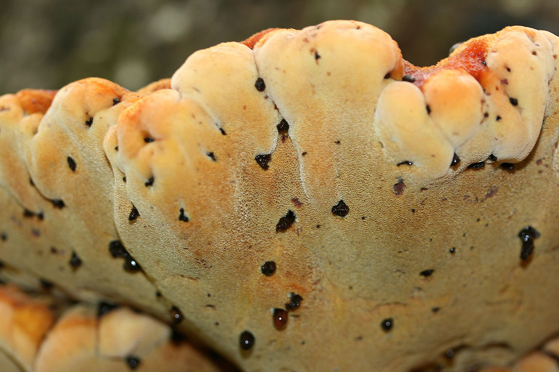 Inonotus quercustris Bright yellow and orange shelf mushroom on a hardwood tree at the base of a ridge in a dense mixed hardwood forest. Yellow pores beneath. Oozing dark amber droplets. Fall,Geotagged,Inonotus quercustris,United States