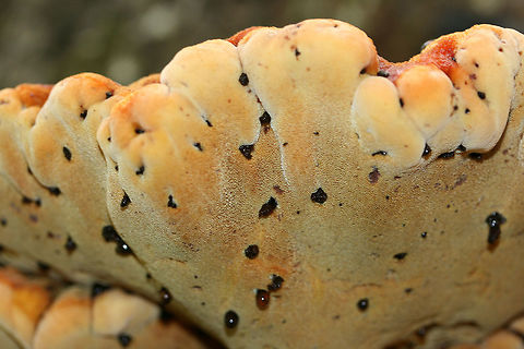 Inonotus quercustris Bright yellow and orange shelf mushroom on a hardwood tree at the base of a ridge in a dense mixed hardwood forest. Yellow pores beneath. Oozing dark amber droplets. Fall,Geotagged,Inonotus quercustris,United States