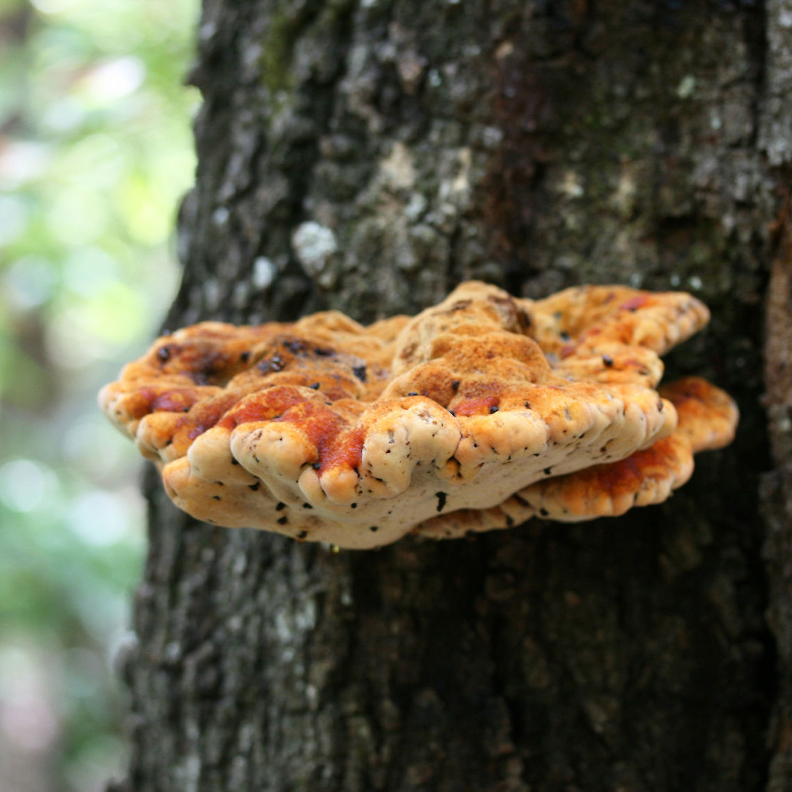 Inonotus quercustris Bright yellow and orange shelf mushroom on a hardwood tree at the base of a ridge in a dense mixed hardwood forest. Yellow pores beneath. Oozing dark amber droplets. Fall,Geotagged,Inonotus quercustris,United States