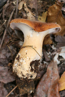 Rooting Polypore (Polyporus radicatus) Two mushrooms spotted beneath hardwoods on a hillside in a dense mixed hardwood/pine forest in Northwest Georgia (Gordon County), US. Cap is brown to cinnamon-toned and slightly fuzzy. Underside of cap is white to cream with very flat (I’d say squamous?) pores that extend down the stipe. Stipe is more of a blush to pale gold tone. Flesh is white. No bruising occurs on cap, flesh, or stipe. Cap flavor is very pleasant and mild. 

The other specimen is GIGANTIC, and some wildlife had already gotten to it. The stipe has darkened to a dark cinnamon brown, and the cap is less fuzzy (and more leathery) than the younger specimen’s. Stipe is around 7 cm diameter at thickest point. Height of mushroom is around 22 cm!

In summation:
Cap: brown to cinnamon-toned and slightly fuzzy. white flesh beneath.
Pore surface: white to cream with very flat (I’d say squamous?) pores that extend down the stipe. 
Stipe: blush to pale gold tone. 
Cap flavor: Pleasant, very mild
Bruising: None at all
https://www.jungledragon.com/image/65084/rooting_polypore_polyporus_radicatus.html
https://www.jungledragon.com/image/65085/rooting_polypore_polyporus_radicatus.html Fall,Geotagged,Polyporus radicatus,United States