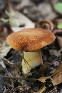 Rooting Polypore (Polyporus radicatus) Two mushrooms spotted beneath hardwoods on a hillside in a dense mixed hardwood/pine forest in Northwest Georgia (Gordon County), US. Cap is brown to cinnamon-toned and slightly fuzzy. Underside of cap is white to cream with very flat (I’d say squamous?) pores that extend down the stipe. Stipe is more of a blush to pale gold tone. Flesh is white. No bruising occurs on cap, flesh, or stipe. Cap flavor is very pleasant and mild. 

The other specimen is GIGANTIC, and some wildlife had already gotten to it. The stipe has darkened to a dark cinnamon brown, and the cap is less fuzzy (and more leathery) than the younger specimen’s. Stipe is around 7 cm diameter at thickest point. Height of mushroom is around 22 cm!

In summation:
Cap: brown to cinnamon-toned and slightly fuzzy. white flesh beneath.
Pore surface: white to cream with very flat (I’d say squamous?) pores that extend down the stipe. 
Stipe: blush to pale gold tone. 
Cap flavor: Pleasant, very mild
Bruising: None at all
https://www.jungledragon.com/image/65083/rooting_polypore_polyporus_radicatus.html
https://www.jungledragon.com/image/65085/rooting_polypore_polyporus_radicatus.html Fall,Geotagged,Polyporus radicatus,United States