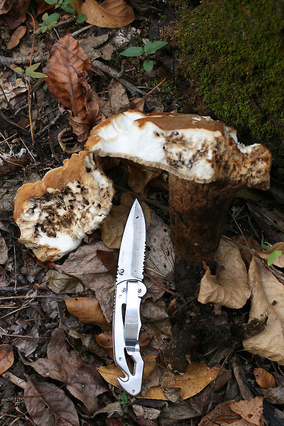 Rooting Polypore (Polyporus radicatus) Two mushrooms spotted beneath hardwoods on a hillside in a dense mixed hardwood/pine forest in Northwest Georgia (Gordon County), US. Cap is brown to cinnamon-toned and slightly fuzzy. Underside of cap is white to cream with very flat (I&rsquo;d say squamous?) pores that extend down the stipe. Stipe is more of a blush to pale gold tone. Flesh is white. No bruising occurs on cap, flesh, or stipe. Cap flavor is very pleasant and mild. <br />
<br />
The other specimen is GIGANTIC, and some wildlife had already gotten to it. The stipe has darkened to a dark cinnamon brown, and the cap is less fuzzy (and more leathery) than the younger specimen&rsquo;s. Stipe is around 7 cm diameter at thickest point. Height of mushroom is around 22 cm!<br />
<br />
In summation:<br />
Cap: brown to cinnamon-toned and slightly fuzzy. white flesh beneath.<br />
Pore surface: white to cream with very flat (I&rsquo;d say squamous?) pores that extend down the stipe. <br />
Stipe: blush to pale gold tone. <br />
Cap flavor: Pleasant, very mild<br />
Bruising: None at all<br />
<figure class="photo"><a href="https://www.jungledragon.com/image/65084/rooting_polypore_polyporus_radicatus.html" title="Rooting Polypore (Polyporus radicatus)"><img src="https://s3.amazonaws.com/media.jungledragon.com/images/3231/65084_thumb.jpg?AWSAccessKeyId=05GMT0V3GWVNE7GGM1R2&Expires=1769040010&Signature=%2FyZNvuRJa%2FMdmBvtoWgkPrYxMDc%3D" width="102" height="152" alt="Rooting Polypore (Polyporus radicatus) Two mushrooms spotted beneath hardwoods on a hillside in a dense mixed hardwood/pine forest in Northwest Georgia (Gordon County), US. Cap is brown to cinnamon-toned and slightly fuzzy. Underside of cap is white to cream with very flat (I&rsquo;d say squamous?) pores that extend down the stipe. Stipe is more of a blush to pale gold tone. Flesh is white. No bruising occurs on cap, flesh, or stipe. Cap flavor is very pleasant and mild. <br />
<br />
The other specimen is GIGANTIC, and some wildlife had already gotten to it. The stipe has darkened to a dark cinnamon brown, and the cap is less fuzzy (and more leathery) than the younger specimen&rsquo;s. Stipe is around 7 cm diameter at thickest point. Height of mushroom is around 22 cm!<br />
<br />
In summation:<br />
Cap: brown to cinnamon-toned and slightly fuzzy. white flesh beneath.<br />
Pore surface: white to cream with very flat (I&rsquo;d say squamous?) pores that extend down the stipe. <br />
Stipe: blush to pale gold tone. <br />
Cap flavor: Pleasant, very mild<br />
Bruising: None at all<br />
https://www.jungledragon.com/image/65083/rooting_polypore_polyporus_radicatus.html<br />
https://www.jungledragon.com/image/65085/rooting_polypore_polyporus_radicatus.html Fall,Geotagged,Polyporus radicatus,United States" /></a></figure><br />
<figure class="photo"><a href="https://www.jungledragon.com/image/65083/rooting_polypore_polyporus_radicatus.html" title="Rooting Polypore (Polyporus radicatus)"><img src="https://s3.amazonaws.com/media.jungledragon.com/images/3231/65083_thumb.jpg?AWSAccessKeyId=05GMT0V3GWVNE7GGM1R2&Expires=1769040010&Signature=vW%2F%2B4HQYEgqWMQX7qWFnf9v2vKQ%3D" width="102" height="152" alt="Rooting Polypore (Polyporus radicatus) Two mushrooms spotted beneath hardwoods on a hillside in a dense mixed hardwood/pine forest in Northwest Georgia (Gordon County), US. Cap is brown to cinnamon-toned and slightly fuzzy. Underside of cap is white to cream with very flat (I&rsquo;d say squamous?) pores that extend down the stipe. Stipe is more of a blush to pale gold tone. Flesh is white. No bruising occurs on cap, flesh, or stipe. Cap flavor is very pleasant and mild. <br />
<br />
The other specimen is GIGANTIC, and some wildlife had already gotten to it. The stipe has darkened to a dark cinnamon brown, and the cap is less fuzzy (and more leathery) than the younger specimen&rsquo;s. Stipe is around 7 cm diameter at thickest point. Height of mushroom is around 22 cm!<br />
<br />
In summation:<br />
Cap: brown to cinnamon-toned and slightly fuzzy. white flesh beneath.<br />
Pore surface: white to cream with very flat (I&rsquo;d say squamous?) pores that extend down the stipe. <br />
Stipe: blush to pale gold tone. <br />
Cap flavor: Pleasant, very mild<br />
Bruising: None at all<br />
https://www.jungledragon.com/image/65084/rooting_polypore_polyporus_radicatus.html<br />
https://www.jungledragon.com/image/65085/rooting_polypore_polyporus_radicatus.html Fall,Geotagged,Polyporus radicatus,United States" /></a></figure> Fall,Geotagged,Polyporus radicatus,United States