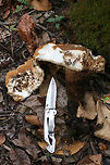Rooting Polypore (Polyporus radicatus) Two mushrooms spotted beneath hardwoods on a hillside in a dense mixed hardwood/pine forest in Northwest Georgia (Gordon County), US. Cap is brown to cinnamon-toned and slightly fuzzy. Underside of cap is white to cream with very flat (I&rsquo;d say squamous?) pores that extend down the stipe. Stipe is more of a blush to pale gold tone. Flesh is white. No bruising occurs on cap, flesh, or stipe. Cap flavor is very pleasant and mild. <br />
<br />
The other specimen is GIGANTIC, and some wildlife had already gotten to it. The stipe has darkened to a dark cinnamon brown, and the cap is less fuzzy (and more leathery) than the younger specimen&rsquo;s. Stipe is around 7 cm diameter at thickest point. Height of mushroom is around 22 cm!<br />
<br />
In summation:<br />
Cap: brown to cinnamon-toned and slightly fuzzy. white flesh beneath.<br />
Pore surface: white to cream with very flat (I&rsquo;d say squamous?) pores that extend down the stipe. <br />
Stipe: blush to pale gold tone. <br />
Cap flavor: Pleasant, very mild<br />
Bruising: None at all<br />
https://www.jungledragon.com/image/65084/rooting_polypore_polyporus_radicatus.html<br />
https://www.jungledragon.com/image/65083/rooting_polypore_polyporus_radicatus.html Fall,Geotagged,Polyporus radicatus,United States