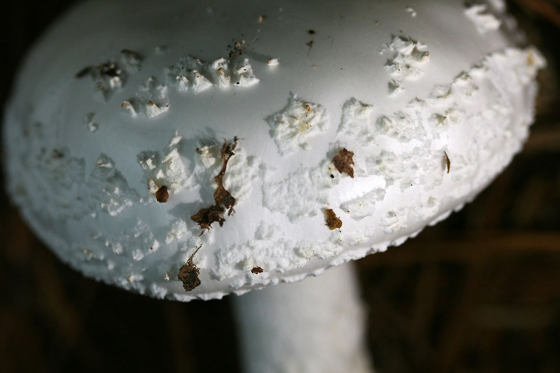 Coker's Amanita (Amanita cokeri) Habitat/Location: Top of forest ridge, growing in thick mulch/leaves below large hardwoods and pines. In Northeast Alabama (Cherokee County), US.<br />
<br />
Gills: White to cream, crowded, covered in a white veil<br />
<br />
Stipe: White, slightly scaled appearance, ending in large, ridged basal volva<br />
<br />
Cap: White, waxy texture, white warts around the edge.<br />
<br />
Spore print color: White<br />
<br />
Bruising: No major bruising noticeable.<br />
<figure class="photo"><a href="https://www.jungledragon.com/image/56230/cokers_amanita_amanita_cokeri.html" title="Coker&#039;s Amanita (Amanita cokeri)"><img src="https://s3.amazonaws.com/media.jungledragon.com/images/3231/56230_thumb.JPG?AWSAccessKeyId=05GMT0V3GWVNE7GGM1R2&Expires=1759968010&Signature=rgAO6wyJxoTQBkGvavF94eNxEkA%3D" width="102" height="152" alt="Coker&#039;s Amanita (Amanita cokeri) Large (around 18 cm tall), striking white mushroom with a white, waxy cap covered in white warts. White universal veil is present, entirely covering crowded cream-colored gills. Stipe is also white with shaggy or scaled appearance and ends in a large, ridged basal bulb. Basal bulb has concentric grooves. Spore print is white.<br />
<br />
Habitat:<br />
Top of forest ridge, growing in thick mulch/leaves below large hardwoods and pines. In Northeast Alabama (Cherokee County), US.<br />
https://www.jungledragon.com/image/65087/cokers_amanita_amanita_cokeri.html Amanita cokeri,Fall,Geotagged,United States,agaricales,agaricomycetes,amanita,amanitaceae,basidiomycota,coker&#039;s amanita,fungi,fungus,mushroom,mushrooms,solitary lepidella" /></a></figure><br />
 Amanita cokeri,Coker's Amanita,Fall,Geotagged,United States