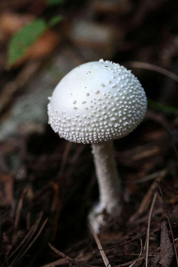 American Abrupt-Bulbed Lepidella (Amanita abrupta) Growing in mulch/pine straw in a dense mixed hardwood/coniferous forest in NW Georgia (Gordon County), US.<br />
<figure class="photo"><a href="https://www.jungledragon.com/image/65091/american_abrupt-bulbed_lepidella_amanita_abrupta.html" title="American Abrupt-Bulbed Lepidella (Amanita abrupta)"><img src="https://s3.amazonaws.com/media.jungledragon.com/images/3231/65091_thumb.jpg?AWSAccessKeyId=05GMT0V3GWVNE7GGM1R2&Expires=1767225610&Signature=E5V3iDc4vQe8MYIY3IMYFCPo6WE%3D" width="200" height="200" alt="American Abrupt-Bulbed Lepidella (Amanita abrupta) Growing in mulch/pine straw in a dense mixed hardwood/coniferous forest in NW Georgia (Gordon County), US.<br />
https://www.jungledragon.com/image/65090/american_abrupt-bulbed_lepidella_amanita_abrupta.html<br />
https://www.jungledragon.com/image/65092/american_abrupt-bulbed_lepidella_amanita_abrupta.html Amanita abrupta,American Abrupt-Bulbed Lepidella,Fall,Geotagged,United States" /></a></figure><br />
<figure class="photo"><a href="https://www.jungledragon.com/image/65092/american_abrupt-bulbed_lepidella_amanita_abrupta.html" title="American Abrupt-Bulbed Lepidella (Amanita abrupta)"><img src="https://s3.amazonaws.com/media.jungledragon.com/images/3231/65092_thumb.jpg?AWSAccessKeyId=05GMT0V3GWVNE7GGM1R2&Expires=1767225610&Signature=CKYAI6kyhjPqTBztPDiZ%2BaYr%2FZY%3D" width="200" height="200" alt="American Abrupt-Bulbed Lepidella (Amanita abrupta) Growing in mulch/pine straw in a dense mixed hardwood/coniferous forest in NW Georgia (Gordon County), US.<br />
https://www.jungledragon.com/image/65091/american_abrupt-bulbed_lepidella_amanita_abrupta.html<br />
https://www.jungledragon.com/image/65090/american_abrupt-bulbed_lepidella_amanita_abrupta.html Amanita abrupta,American Abrupt-Bulbed Lepidella,Fall,Geotagged,United States" /></a></figure> Amanita abrupta,Fall,Geotagged,United States