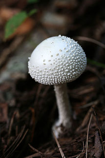 American Abrupt-Bulbed Lepidella (Amanita abrupta) Growing in mulch/pine straw in a dense mixed hardwood/coniferous forest in NW Georgia (Gordon County), US.
https://www.jungledragon.com/image/65091/american_abrupt-bulbed_lepidella_amanita_abrupta.html
https://www.jungledragon.com/image/65092/american_abrupt-bulbed_lepidella_amanita_abrupta.html Amanita abrupta,Fall,Geotagged,United States