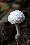 American Abrupt-Bulbed Lepidella (Amanita abrupta) Growing in mulch/pine straw in a dense mixed hardwood/coniferous forest in NW Georgia (Gordon County), US.<br />
https://www.jungledragon.com/image/65091/american_abrupt-bulbed_lepidella_amanita_abrupta.html<br />
https://www.jungledragon.com/image/65092/american_abrupt-bulbed_lepidella_amanita_abrupta.html Amanita abrupta,Fall,Geotagged,United States