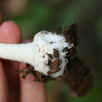 American Abrupt-Bulbed Lepidella (Amanita abrupta) Growing in mulch/pine straw in a dense mixed hardwood/coniferous forest in NW Georgia (Gordon County), US.<br />
https://www.jungledragon.com/image/65090/american_abrupt-bulbed_lepidella_amanita_abrupta.html<br />
https://www.jungledragon.com/image/65092/american_abrupt-bulbed_lepidella_amanita_abrupta.html Amanita abrupta,American Abrupt-Bulbed Lepidella,Fall,Geotagged,United States