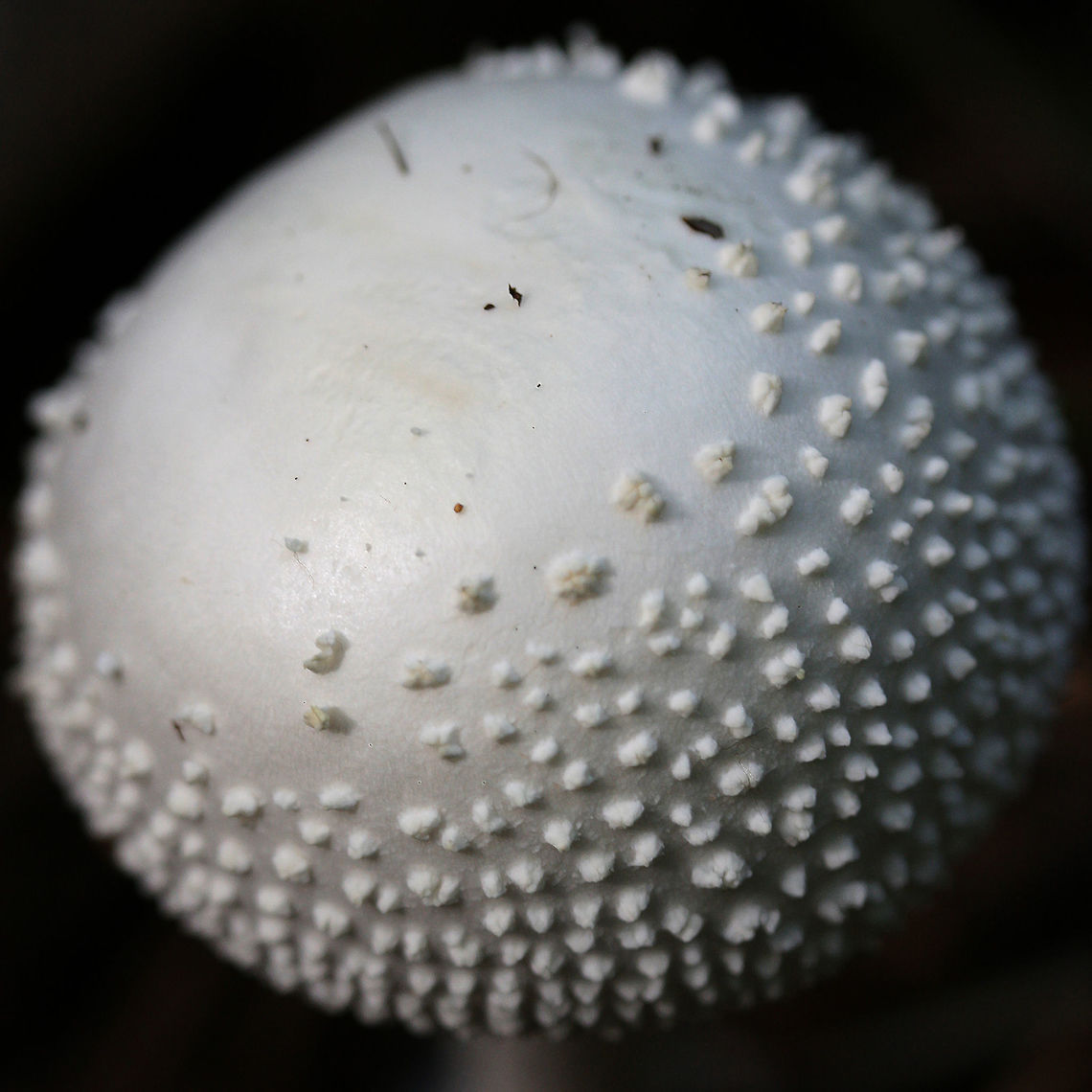 American Abrupt-Bulbed Lepidella (Amanita abrupta) Growing in mulch/pine straw in a dense mixed hardwood/coniferous forest in NW Georgia (Gordon County), US.<br />
<figure class="photo"><a href="https://www.jungledragon.com/image/65091/american_abrupt-bulbed_lepidella_amanita_abrupta.html" title="American Abrupt-Bulbed Lepidella (Amanita abrupta)"><img src="https://s3.amazonaws.com/media.jungledragon.com/images/3231/65091_thumb.jpg?AWSAccessKeyId=05GMT0V3GWVNE7GGM1R2&Expires=1770854410&Signature=fD3OWOenhtWoc7xr6xwwP7A5YIc%3D" width="200" height="200" alt="American Abrupt-Bulbed Lepidella (Amanita abrupta) Growing in mulch/pine straw in a dense mixed hardwood/coniferous forest in NW Georgia (Gordon County), US.<br />
https://www.jungledragon.com/image/65090/american_abrupt-bulbed_lepidella_amanita_abrupta.html<br />
https://www.jungledragon.com/image/65092/american_abrupt-bulbed_lepidella_amanita_abrupta.html Amanita abrupta,American Abrupt-Bulbed Lepidella,Fall,Geotagged,United States" /></a></figure><br />
<figure class="photo"><a href="https://www.jungledragon.com/image/65090/american_abrupt-bulbed_lepidella_amanita_abrupta.html" title="American Abrupt-Bulbed Lepidella (Amanita abrupta)"><img src="https://s3.amazonaws.com/media.jungledragon.com/images/3231/65090_thumb.jpg?AWSAccessKeyId=05GMT0V3GWVNE7GGM1R2&Expires=1770854410&Signature=Ee0e4eQwfaNg0Wt%2BW5EmGyAoehM%3D" width="102" height="152" alt="American Abrupt-Bulbed Lepidella (Amanita abrupta) Growing in mulch/pine straw in a dense mixed hardwood/coniferous forest in NW Georgia (Gordon County), US.<br />
https://www.jungledragon.com/image/65091/american_abrupt-bulbed_lepidella_amanita_abrupta.html<br />
https://www.jungledragon.com/image/65092/american_abrupt-bulbed_lepidella_amanita_abrupta.html Amanita abrupta,Fall,Geotagged,United States" /></a></figure> Amanita abrupta,American Abrupt-Bulbed Lepidella,Fall,Geotagged,United States