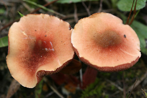 Chalciporus pseudorubinellus TENTATIVE ID. Chalciporus rubinellus is another possibility!
Peach to blush-capped fungi growing in small clusters with a pink pore surface that bruises (light purple/lavender). Cap flesh is cream to pale yellow. Stipe is red to pale pink with yellow beneath (and at the very base). Basal mycelium seems to be cream to pale yellow in color. Spore print brown. Growing in a grassy/mossy field—a fair distance (around 30-40 yards) from mostly pine trees.
https://www.jungledragon.com/image/65094/chalciporus_pseudorubinellus.html
https://www.jungledragon.com/image/65095/chalciporus_pseudorubinellus.html Chalciporus pseudorubinellus,Fall,Geotagged,United States