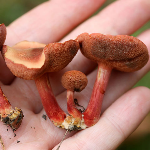 Chalciporus pseudorubinellus TENTATIVE ID. Chalciporus rubinellus is another possibility!
Peach to blush-capped fungi growing in small clusters with a pink pore surface that bruises (light purple/lavender). Cap flesh is cream to pale yellow. Stipe is red to pale pink with yellow beneath (and at the very base). Basal mycelium seems to be cream to pale yellow in color. Spore print brown. Growing in a grassy/mossy field—a fair distance (around 30-40 yards) from mostly pine trees.
https://www.jungledragon.com/image/65094/chalciporus_pseudorubinellus.html
https://www.jungledragon.com/image/65093/chalciporus_pseudorubinellus.html Chalciporus pseudorubinellus,Fall,Geotagged,United States