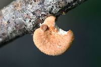 Hexagonal-Pored Polypore (Neofavolus alveolaris) On a hardwood branch in a dense mixed hardwood/coniferous forest in NW Georgia.<br />
https://www.jungledragon.com/image/65097/hexagonal-pored_polypore_neofavolus_alveolaris.html Geotagged,Neofavolus alveolaris,Summer,United States