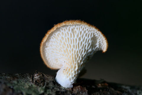 Hexagonal-Pored Polypore (Neofavolus alveolaris) On a hardwood branch in a dense mixed hardwood/coniferous forest in NW Georgia.
https://www.jungledragon.com/image/65096/hexagonal-pored_polypore_neofavolus_alveolaris.html
 Geotagged,Neofavolus alveolaris,Summer,United States