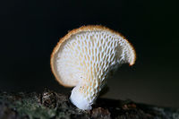 Hexagonal-Pored Polypore (Neofavolus alveolaris) On a hardwood branch in a dense mixed hardwood/coniferous forest in NW Georgia.<br />
https://www.jungledragon.com/image/65096/hexagonal-pored_polypore_neofavolus_alveolaris.html<br />
 Geotagged,Neofavolus alveolaris,Summer,United States