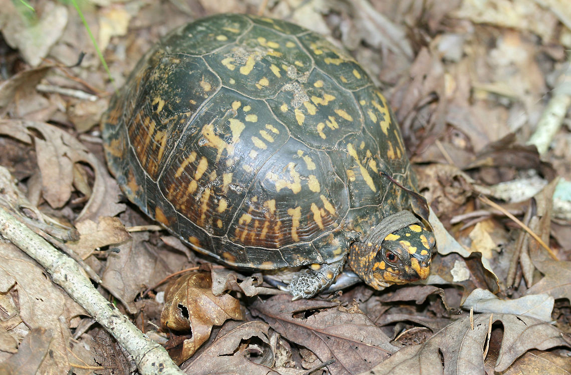 Eastern Box Turtle (Terrapene carolina carolina) On the side of a ridge (under hickories and oaks) in a dense mixed hardwood/coniferous forest in NW Georgia. Eastern box turtle,Geotagged,Summer,Terrapene carolina carolina,United States