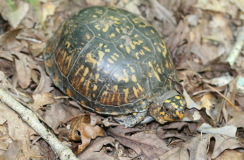 Eastern Box Turtle (Terrapene carolina carolina) On the side of a ridge (under hickories and oaks) in a dense mixed hardwood/coniferous forest in NW Georgia. Eastern box turtle,Geotagged,Summer,Terrapene carolina carolina,United States