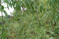 White Vervain (Verbena urticifolia) In a wetland habitat in NW Georgia (Floyd County), US.<br />
https://www.jungledragon.com/image/65101/white_vervain_verbena_urticifolia.html<br />
Geotagged,Summer,United States,Verbena urticifolia,White vervain,wetland,wetlands