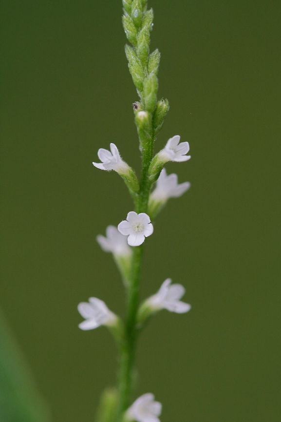 White Vervain (Verbena urticifolia) In a wetland habitat in NW Georgia (Floyd County), US.<br />
<figure class="photo"><a href="https://www.jungledragon.com/image/65099/white_vervain_verbena_urticifolia.html" title="White Vervain (Verbena urticifolia)"><img src="https://s3.amazonaws.com/media.jungledragon.com/images/3231/65099_thumb.jpg?AWSAccessKeyId=05GMT0V3GWVNE7GGM1R2&Expires=1770854410&Signature=joFuelg80GP3tC8V7IZUlK1Qq6w%3D" width="200" height="134" alt="White Vervain (Verbena urticifolia) In a wetland habitat in NW Georgia (Floyd County), US.<br />
https://www.jungledragon.com/image/65101/white_vervain_verbena_urticifolia.html<br />
 Geotagged,Summer,United States,Verbena urticifolia,White vervain,wetland,wetlands" /></a></figure> Geotagged,Summer,United States,Verbena urticifolia,White vervain,wetland,wetlands