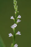White Vervain (Verbena urticifolia) In a wetland habitat in NW Georgia (Floyd County), US.<br />
https://www.jungledragon.com/image/65099/white_vervain_verbena_urticifolia.html Geotagged,Summer,United States,Verbena urticifolia,White vervain,wetland,wetlands