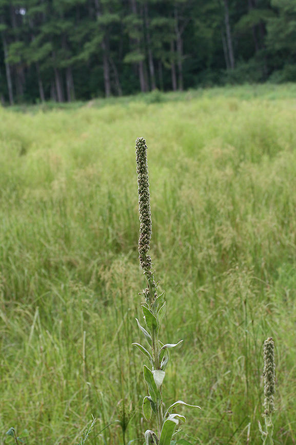 Common Mullein (Verbascum thapsus) INTRODUCED. Growing in a wetland habitat in NW Georgia (Floyd County), US.<br />
<figure class="photo"><a href="https://www.jungledragon.com/image/65103/common_mullein_verbascum_thapsus.html" title="Common Mullein (Verbascum thapsus)"><img src="https://s3.amazonaws.com/media.jungledragon.com/images/3231/65103_thumb.jpg?AWSAccessKeyId=05GMT0V3GWVNE7GGM1R2&Expires=1769040010&Signature=cZlAdfCJ%2FVsVlMDUqXy8tPZqAUI%3D" width="114" height="152" alt="Common Mullein (Verbascum thapsus) INTRODUCED. Growing in a wetland habitat in NW Georgia (Floyd County), US.<br />
https://www.jungledragon.com/image/65102/common_mullein_verbascum_thapsus.html Common mullein,Geotagged,Summer,United States,Verbascum thapsus" /></a></figure> Common mullein,Geotagged,Summer,United States,Verbascum thapsus