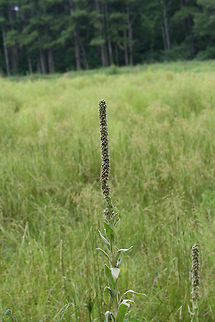 Common Mullein (Verbascum thapsus) INTRODUCED. Growing in a wetland habitat in NW Georgia (Floyd County), US.
https://www.jungledragon.com/image/65103/common_mullein_verbascum_thapsus.html Common mullein,Geotagged,Summer,United States,Verbascum thapsus