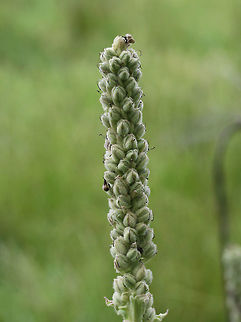 Common Mullein (Verbascum thapsus) INTRODUCED. Growing in a wetland habitat in NW Georgia (Floyd County), US.
https://www.jungledragon.com/image/65102/common_mullein_verbascum_thapsus.html Common mullein,Geotagged,Summer,United States,Verbascum thapsus