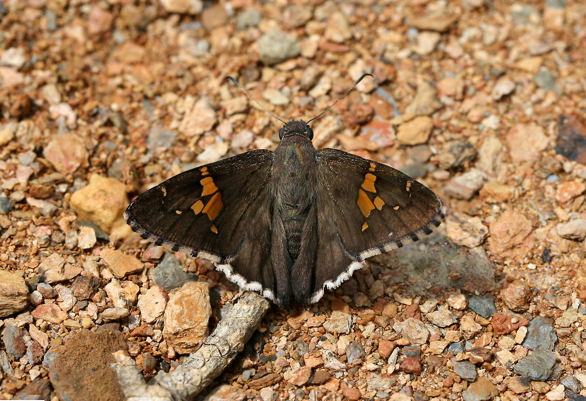 Hoary Edge (Achalarus lyciades) In a disturbed area at the edge of a dense mixed hardwood/coniferous forest in NW Georgia (Gordon County), US.<br />
 Achalarus lyciades,Geotagged,Hoary edge,Summer,United States