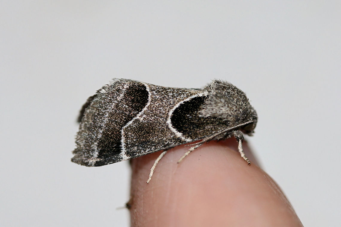 Ragweed Flower Moth (Schinia rivulosa) At porch lights near an overgrown backyard habitat in NW Georgia (Gordon County), US.<br />
<figure class="photo"><a href="https://www.jungledragon.com/image/65129/ragweed_flower_moth_schinia_rivulosa.html" title="Ragweed Flower Moth (Schinia rivulosa)"><img src="https://s3.amazonaws.com/media.jungledragon.com/images/3231/65129_thumb.jpg?AWSAccessKeyId=05GMT0V3GWVNE7GGM1R2&Expires=1763596810&Signature=VDkrWqXYQWRbI08sXra3VSBrvIU%3D" width="108" height="152" alt="Ragweed Flower Moth (Schinia rivulosa) At porch lights near an overgrown backyard habitat in NW Georgia (Gordon County), US.<br />
https://www.jungledragon.com/image/65128/ragweed_flower_moth_schinia_rivulosa.html<br />
<br />
Compare to Christine&#039;s lovely Arcigera Flower Moth (Schinia arcigera)! <br />
https://www.jungledragon.com/image/65106/arcigera_flower_moth_-_schinia_arcigera.html Geotagged,Schinia rivulosa,Summer,United States" /></a></figure><br />
<br />
Compare to Christine&#039;s lovely Arcigera Flower Moth (Schinia arcigera)! <br />
<figure class="photo"><a href="https://www.jungledragon.com/image/65106/arcigera_flower_moth_-_schinia_arcigera.html" title="Arcigera Flower Moth - Schinia arcigera"><img src="https://s3.amazonaws.com/media.jungledragon.com/images/3232/65106_thumb.jpg?AWSAccessKeyId=05GMT0V3GWVNE7GGM1R2&Expires=1763596810&Signature=uKhlmDfX0Sv%2B3B2XafhmM1%2BNVOc%3D" width="200" height="168" alt="Arcigera Flower Moth - Schinia arcigera Total length: ~10 mm. Maroon brown forewings with paler pinkish gray median area and terminal line. White antemedial line is evenly curved. Hindwings are yellow with a black border with white fringe .<br />
<br />
Habitat: Attracted to a light and to my hand in a rural area. Arcigera Flower Moth,Geotagged,Schinia arcigera,Summer,United States,moth,schinia" /></a></figure><br />
 Geotagged,Schinia rivulosa,Summer,United States
