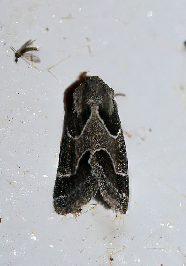 Ragweed Flower Moth (Schinia rivulosa) At porch lights near an overgrown backyard habitat in NW Georgia (Gordon County), US.<br />
<figure class="photo"><a href="https://www.jungledragon.com/image/65128/ragweed_flower_moth_schinia_rivulosa.html" title="Ragweed Flower Moth (Schinia rivulosa)"><img src="https://s3.amazonaws.com/media.jungledragon.com/images/3231/65128_thumb.jpg?AWSAccessKeyId=05GMT0V3GWVNE7GGM1R2&Expires=1769040010&Signature=9c%2FJ7V57tGcrqhr9vWrM4jVx0Qw%3D" width="200" height="134" alt="Ragweed Flower Moth (Schinia rivulosa) At porch lights near an overgrown backyard habitat in NW Georgia (Gordon County), US.<br />
https://www.jungledragon.com/image/65129/ragweed_flower_moth_schinia_rivulosa.html<br />
<br />
Compare to Christine&#039;s lovely Arcigera Flower Moth (Schinia arcigera)! <br />
https://www.jungledragon.com/image/65106/arcigera_flower_moth_-_schinia_arcigera.html<br />
 Geotagged,Schinia rivulosa,Summer,United States" /></a></figure><br />
<br />
Compare to Christine&#039;s lovely Arcigera Flower Moth (Schinia arcigera)! <br />
<figure class="photo"><a href="https://www.jungledragon.com/image/65106/arcigera_flower_moth_-_schinia_arcigera.html" title="Arcigera Flower Moth - Schinia arcigera"><img src="https://s3.amazonaws.com/media.jungledragon.com/images/3232/65106_thumb.jpg?AWSAccessKeyId=05GMT0V3GWVNE7GGM1R2&Expires=1769040010&Signature=3jRacZ1RHrpjoJ6ncqEQXcB9jEQ%3D" width="200" height="168" alt="Arcigera Flower Moth - Schinia arcigera Total length: ~10 mm. Maroon brown forewings with paler pinkish gray median area and terminal line. White antemedial line is evenly curved. Hindwings are yellow with a black border with white fringe .<br />
<br />
Habitat: Attracted to a light and to my hand in a rural area. Arcigera Flower Moth,Geotagged,Schinia arcigera,Summer,United States,moth,schinia" /></a></figure> Geotagged,Schinia rivulosa,Summer,United States