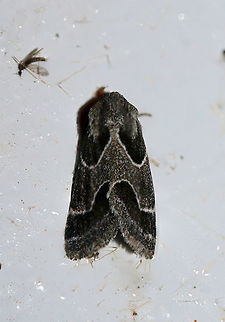 Ragweed Flower Moth (Schinia rivulosa) At porch lights near an overgrown backyard habitat in NW Georgia (Gordon County), US.
https://www.jungledragon.com/image/65128/ragweed_flower_moth_schinia_rivulosa.html

Compare to Christine's lovely Arcigera Flower Moth (Schinia arcigera)! 
https://www.jungledragon.com/image/65106/arcigera_flower_moth_-_schinia_arcigera.html Geotagged,Schinia rivulosa,Summer,United States