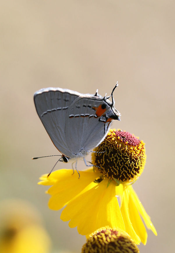 Gray Hairstreak (Strymon melinus) On Southern Sneezeweed (Helenium flexuosum) in an overgrown back yard habitat/meadow.<br />
<figure class="photo"><a href="https://www.jungledragon.com/image/65132/gray_hairstreak_strymon_melinus.html" title="Gray Hairstreak (Strymon melinus)"><img src="https://s3.amazonaws.com/media.jungledragon.com/images/3231/65132_thumb.jpg?AWSAccessKeyId=05GMT0V3GWVNE7GGM1R2&Expires=1759968010&Signature=wfgOSUigSaQ11zvnmzTfeTaqhy4%3D" width="102" height="152" alt="Gray Hairstreak (Strymon melinus) On Southern Sneezeweed (Helenium flexuosum) in an overgrown back yard habitat/meadow.<br />
https://www.jungledragon.com/image/65131/gray_hairstreak_strymon_melinus.html Geotagged,Gray Hairstreak,Strymon melinus,Summer,United States" /></a></figure> Geotagged,Gray Hairstreak,Strymon melinus,Summer,United States